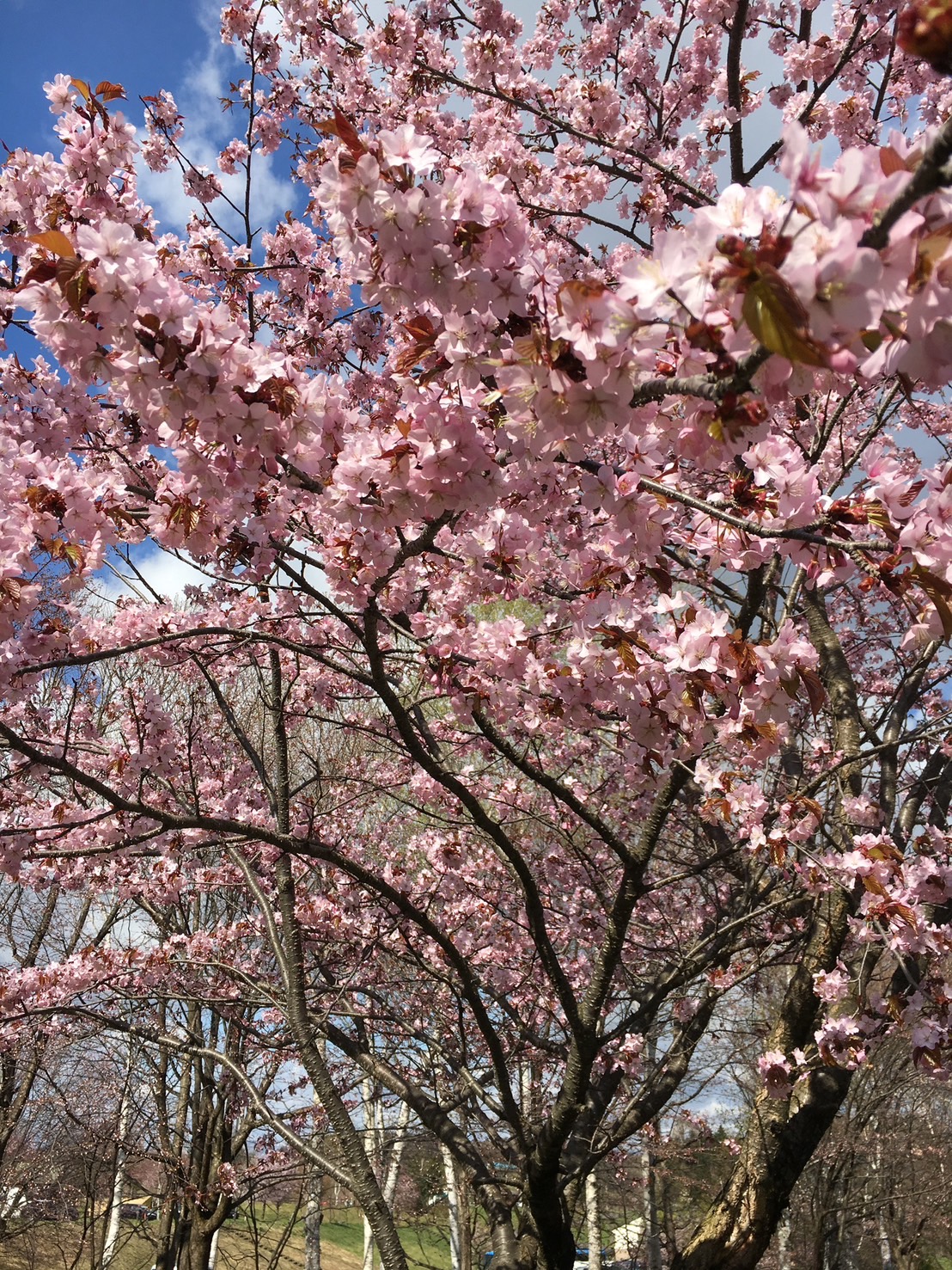 道東 サクラ開花時期